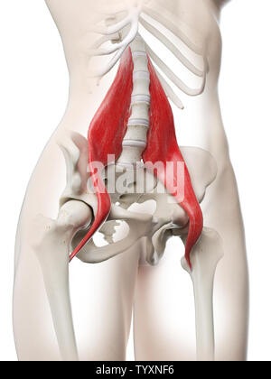 3D Rendering accurato dal punto di vista medico illustrazione di un womans major psoas Foto Stock