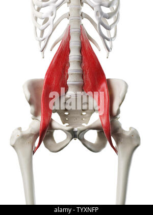 3D Rendering accurato dal punto di vista medico illustrazione di un womans major psoas Foto Stock