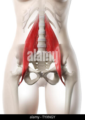 3D Rendering accurato dal punto di vista medico illustrazione di un womans major psoas Foto Stock