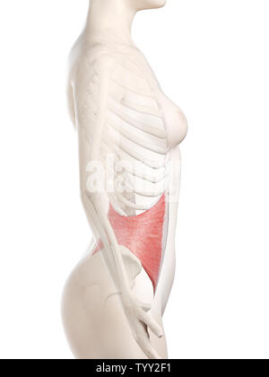 3D Rendering accurato dal punto di vista medico illustrazione di un womans interna del muscolo obliquo Foto Stock