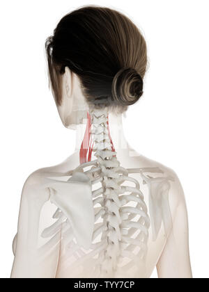 3D Rendering accurato dal punto di vista medico illustrazione di un womans medio muscolo scaleno Foto Stock