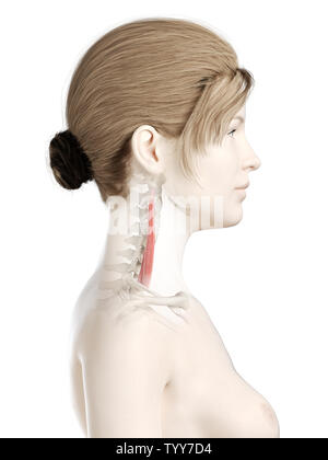 3D Rendering accurato dal punto di vista medico illustrazione di un womans medio muscolo scaleno Foto Stock