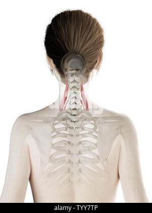 3D Rendering accurato dal punto di vista medico illustrazione di un womans medio muscolo scaleno Foto Stock