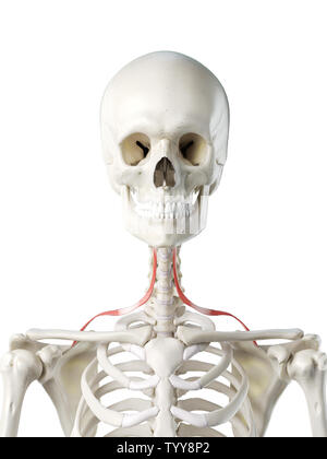 3D Rendering accurato dal punto di vista medico illustrazione di un femmine omohyoid Foto Stock