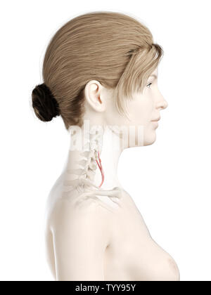 3D Rendering accurato dal punto di vista medico illustrazione di un womans anteriore del muscolo scaleno Foto Stock