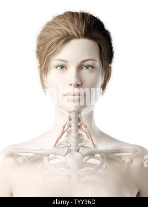 3D Rendering accurato dal punto di vista medico illustrazione di un womans anteriore del muscolo scaleno Foto Stock