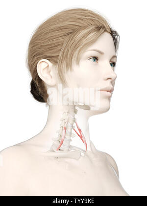 3D Rendering accurato dal punto di vista medico illustrazione di un womans anteriore del muscolo scaleno Foto Stock