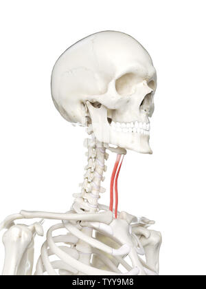 3D Rendering accurato dal punto di vista medico illustrazione di un femmine sternohyoid Foto Stock