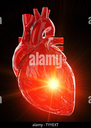 3D Rendering accurato dal punto di vista medico illustrazione di un lucido rosso cuore umano Foto Stock