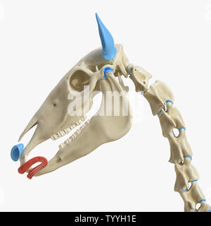 3D Rendering accurato dal punto di vista medico illustrazione del muscolo equino anatomy - Orbicularis Foto Stock