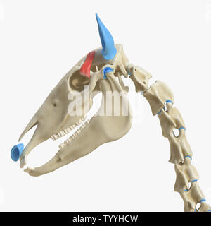 3D Rendering accurato dal punto di vista medico illustrazione del muscolo equino anatomy - muscolo temporale Foto Stock