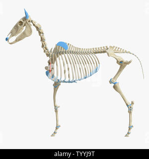 3D Rendering accurato dal punto di vista medico illustrazione del muscolo equino anatomy - Coracobrachialis Foto Stock