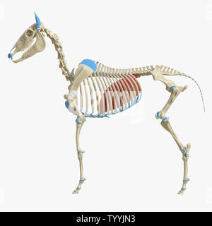 3D Rendering accurato dal punto di vista medico illustrazione del muscolo equino anatomy - Diaframma Foto Stock