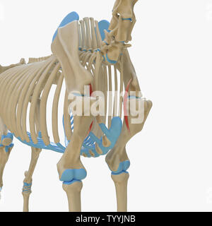 3D Rendering accurato dal punto di vista medico illustrazione del muscolo equino anatomy - Coracobrachialis Foto Stock