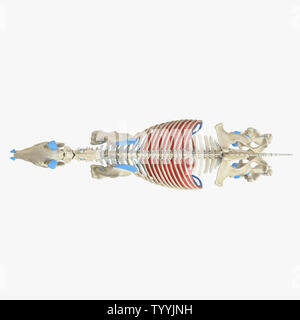 3D Rendering accurato dal punto di vista medico illustrazione del muscolo equino anatomy - Diaframma Foto Stock