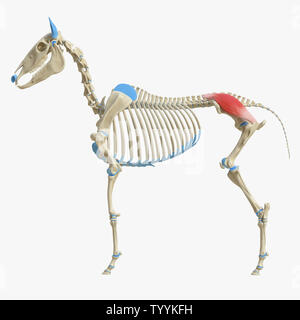 3D Rendering accurato dal punto di vista medico illustrazione del muscolo equino anatomy - gluteo Medius Foto Stock