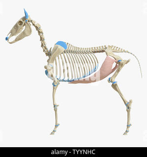 3D Rendering accurato dal punto di vista medico illustrazione del muscolo equino anatomy - Obliquus Externus addominali Foto Stock