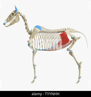 3D Rendering accurato dal punto di vista medico illustrazione del muscolo equino anatomy - Obliquus Internus addominali Foto Stock