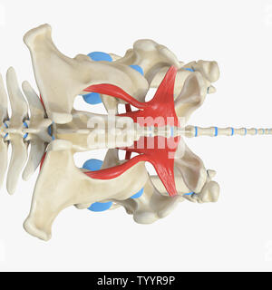 3D Rendering accurato dal punto di vista medico illustrazione del muscolo equino anatomy - Otturatore Internus Foto Stock