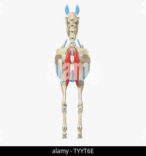 3D Rendering accurato dal punto di vista medico illustrazione del muscolo equino anatomy - Semimembranosus Foto Stock