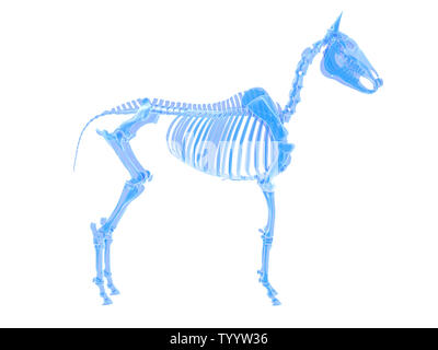 3D Rendering accurato dal punto di vista medico illustrazione di uno scheletro di cavallo Foto Stock