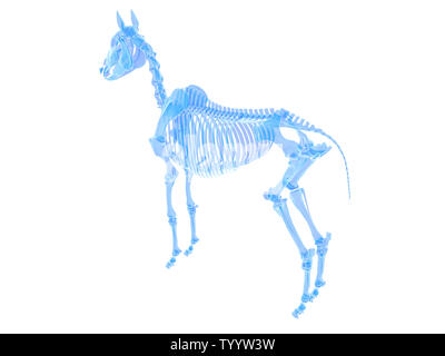 3D Rendering accurato dal punto di vista medico illustrazione di uno scheletro di cavallo Foto Stock