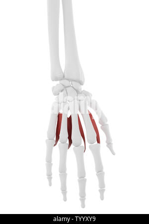 3D Rendering accurato dal punto di vista medico illustrazione dei muscoli Lumbrical Foto Stock