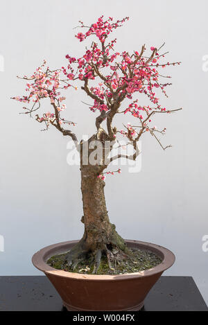 Rosso di prugna albero di bonsai su una tavola di legno contro muro bianco Baihuatan parco pubblico,Chengdu,provincia di Sichuan,Cina Foto Stock