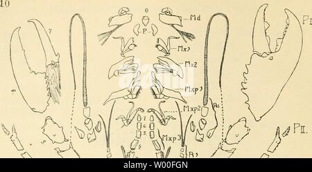 Immagine di archivio da pagina 29 del die Decapodenfauna der Adria . Die Decapodenfauna der Adria : Versuch einer Monographie diedecapodenfaun00pest Anno: 1918 Foto Stock