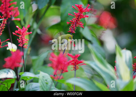 Fiori e uccelli foto, verde scuro ruggine-eyed bird con pollo corona letto jazz Foto Stock