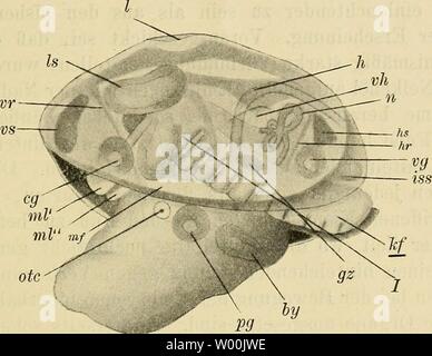 Immagine di archivio da pagina 34 del die Entwicklung der Kiemen bei Foto Stock