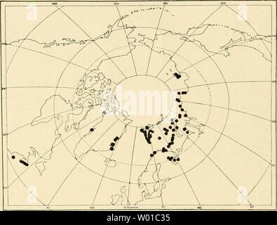 Immagine di archivio da pagina 75 del die Echinodermen des Eisfjords (1915). Die Echinodermen des Eisfjords dieechinodermend00hofs Anno: 1915 66 NILS VON HOFSTEN, DIE ECHINODERMEN DES EISFJORDS. Allgemeine Verbreitung. (Fig. 21.): Spitzbergengebiet Westspitzbergen: SW. und W. vom Südkap, 128 m (Danielspen &-KOREN 1884), '0 m (Döderlein 1900); Küste vor dem Hornsund, 115 m (Dödeulein 1900); Beisund, 150 m (Ludwig 1900 a). Eisfjord (s. oben); Gross Bay, 10 bis 23 m (Koehler 1908). Nordspitzbergen: Lominc Bay, 40 m (Ludwig 1900 a). Ost- spitzbergen: Barents bordi und Land, Storfjord, W. von Hopen Eilan Foto Stock