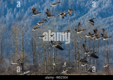 Bella Canada Geese flock volare basso. Montagne innevate sul retro. Stanno migrando attraverso/verso la Columbia Britannica. Molto vicino al grande numero Foto Stock