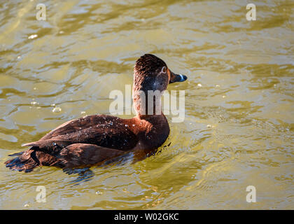 Bella anello collo femmina anatra nuoto nel lago. Uccello piuma marrone. Grigio, a righe e occhi gialli intensi. Anello rosso intorno al collo. Soleggiato, Foto Stock
