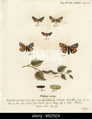 Serva tarma Dysauxes ancilla 1-3 e arancione underwing, Archiearis parthenias 4-8. Handcolored incisione su rame di Johann Carl Bock dopo Eugenio Johann Christoph Esper Die Schmetterlinge in Abbildungen nach der Natur, Erlangen, 1786. Foto Stock