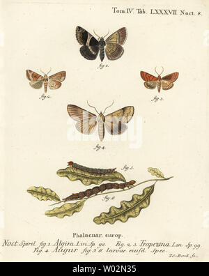 Passeggero, falena Dysgonia algira 1, dun-bar, Cosmia trapezina 2-3, doppia dart o indovino, Graphiphora Augure 4, larve 5-6. Handcolored incisione su rame di Johann Carl Bock dopo Eugenio Johann Christoph Esper Die Schmetterlinge in Abbildungen nach der Natur, Erlangen, 1786. Foto Stock