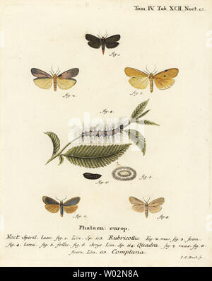 Rosso Colli di Fante, Atolmis rubricollis 1, quattro-spotted fante, Lithosia quadra 2-6 e buff fante Katha depressa 7,9. Handcolored incisione su rame di Johann Carl Bock dopo Eugenio Johann Christoph Esper Die Schmetterlinge in Abbildungen nach der Natur, Erlangen, 1786. Foto Stock