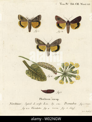 Grande giallo underwing, Noctua pronuba e varietà. Handcolored incisione su rame di Johann Carl Bock dopo Eugenio Johann Christoph Esper Die Schmetterlinge in Abbildungen nach der Natur, Erlangen, 1786. Foto Stock