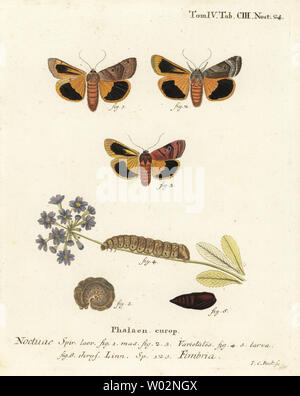 Ampia-delimitata underwing giallo, Noctua fimbriata. Handcolored incisione su rame di Johann Carl Bock dopo Eugenio Johann Christoph Esper Die Schmetterlinge in Abbildungen nach der Natur, Erlangen, 1786. Foto Stock