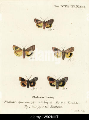 Giallo lunare underwing, Noctua orbona 1, e meno ampio bordato di giallo o underwing Langmaid è giallo underwing, Noctua janthina 2-5. Handcolored incisione su rame di Johann Carl Bock dopo Eugenio Johann Christoph Esper Die Schmetterlinge in Abbildungen nach der Natur, Erlangen, 1786. Foto Stock