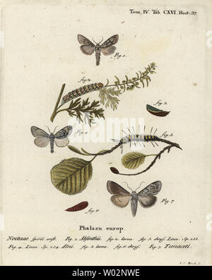 Assenzio tarma Cucullia absinthii 1-3, ontano tarma Acronicta alni 4-6 e Cucullia tanaceti 7. Handcolored incisione su rame di Johann Carl Bock dopo Eugenio Johann Christoph Esper Die Schmetterlinge in Abbildungen nach der Natur, Erlangen, 1786. Foto Stock