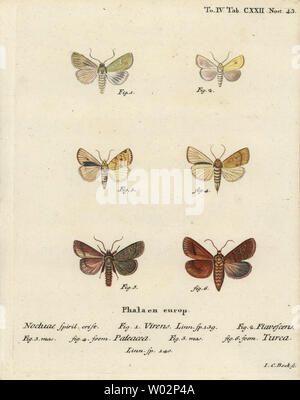 Burren verde, Calamia tridens 1, sallow, Xanthia icteritia 2, angolo-striped sallow, Enargia paleacea 3,4, e a doppia linea, Mythimna turca 5,6. Handcolored incisione su rame di Johann Carl Bock dopo Eugenio Johann Christoph Esper Die Schmetterlinge in Abbildungen nach der Natur, Erlangen, 1786. Foto Stock