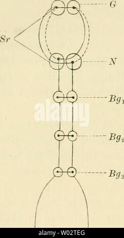 Immagine di archivio da pagina 157 di Die Funktionen des Centralnervensystems und