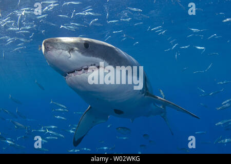 Un grande bianco è osservata durante la ricerca comportamentale studi condotti su grandi squali bianchi off di Isla Guadalupe, in Messico il 15 settembre 2008. Club Cantamar, principalmente di un tour operator ha ramificato nel condurre una ricerca coordinata con Isla Guadalupe conservazione per proteggere le specie di squali mentre per offrire ai turisti in Messico la possibilità di osservare anche gli squali come essi migrano attraverso la zona. La conservazione dei rapporti di agenzia le sue conclusioni al governo messicano che mantiene autorità sulla concessione di questa attività. (UPI foto/Joe Marino) Foto Stock