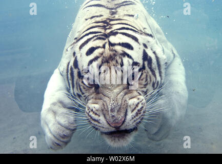 Odin, una tigre bianca del Bengala, nuotate con i suoi occhi spalancati come egli si tuffa sotto acqua per un pezzo di carne di Odin del Tempio della tigre presentano al Six Flags Discovery Kingdom, Vallejo, California, il 23 luglio 2009. Nel selvaggio, tutti i big cat specie si tuffa sotto acqua per ottenere la sua preda o semplicemente per raffreddarsi. UPI/Ken James Foto Stock