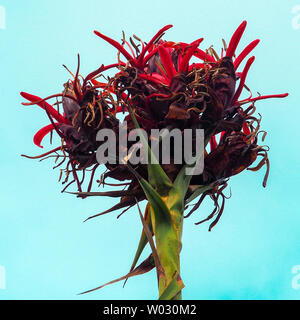 Magnifica testa rossa di Gymea Lily Flower Foto Stock