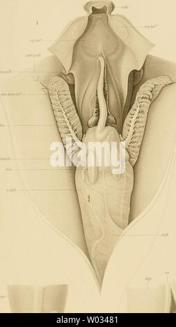 Immagine di archivio da pagina 172 di Die Cephalopoden (1910). Die Cephalopoden diecephalopoden181chun Anno: 1910 i)i:i'rsciii:TiKFsi-;iM-;xi'Ki)iTi()N icS")&lt;s o'). im.wiii. (MiUN: (:i:i'HAi.()i'()i)A. TAI-. XLII iiftfinf. "Â ¢ hrmui}. jUll' ' tll.. V. â - jiancr lUuyt./umcr -âseilt (f.fjasti:'- .///('-â¢â ¢ Foto Stock