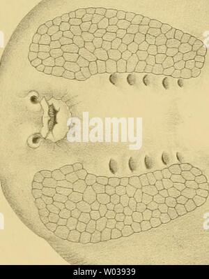 Immagine di archivio da pagina 181 di Die elektrischen Fische nach. Die elektrischen Fische : nach neuen Untersuchungen anatomisch-zoologisch dargestellt dieelektrischenf02fritta Anno: 1890 6? 3 SS- Foto Stock
