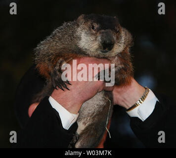 Punxsutawney Phil, sul suo 126anniversario, prevede ulteriori sei settimane di inverno meteo in Punxsutawney Pennsylvania il 2 febbraio 2012. UPI/George M poteri Foto Stock