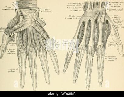 Immagine di archivio da pagina 244 di morire descrittivo topographische und anatomie Foto Stock